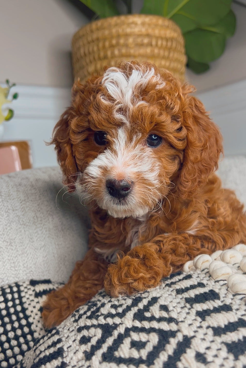 Genesis (Cavapoo)