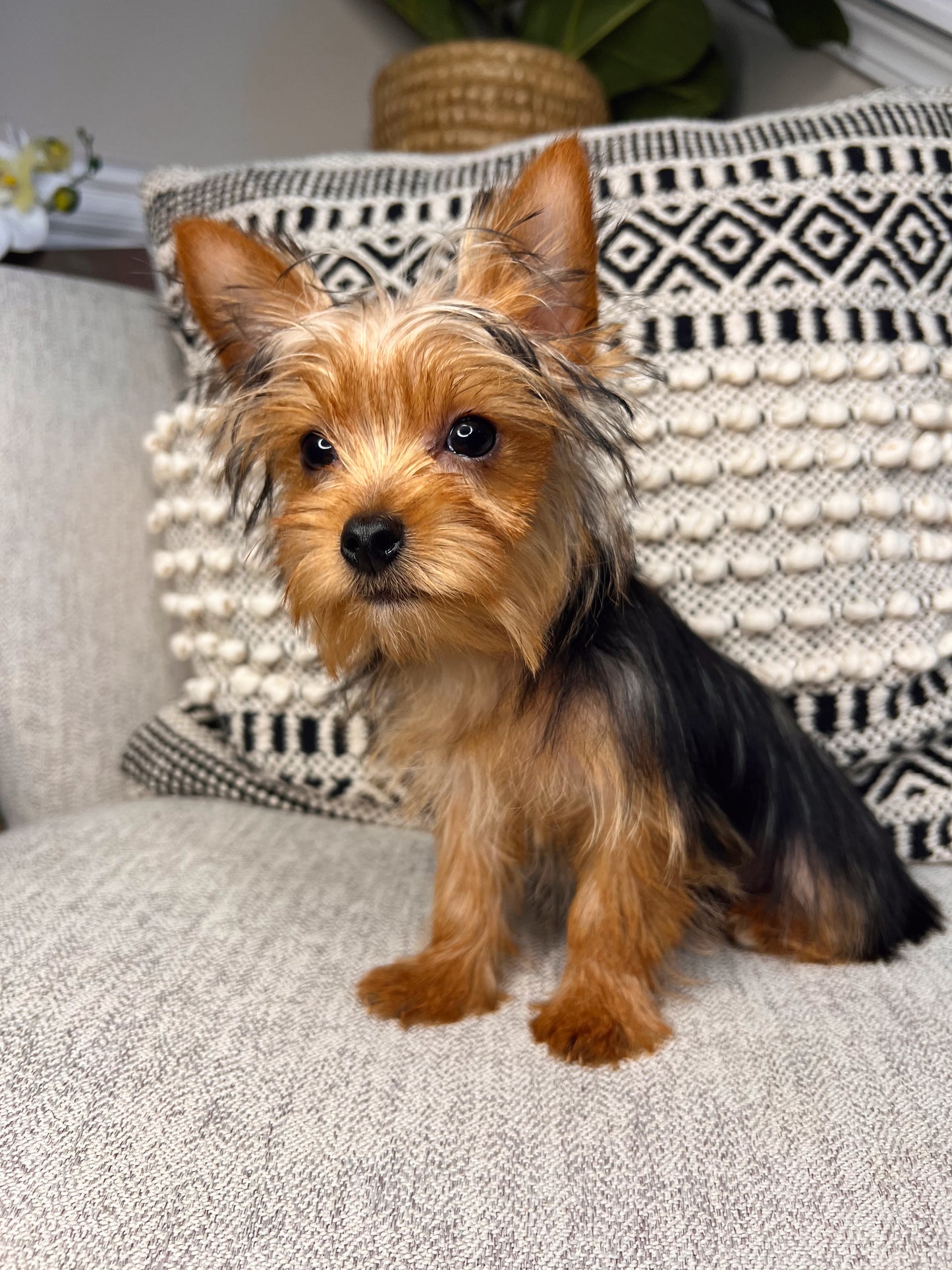 Wolfe (Teacup Yorkie)