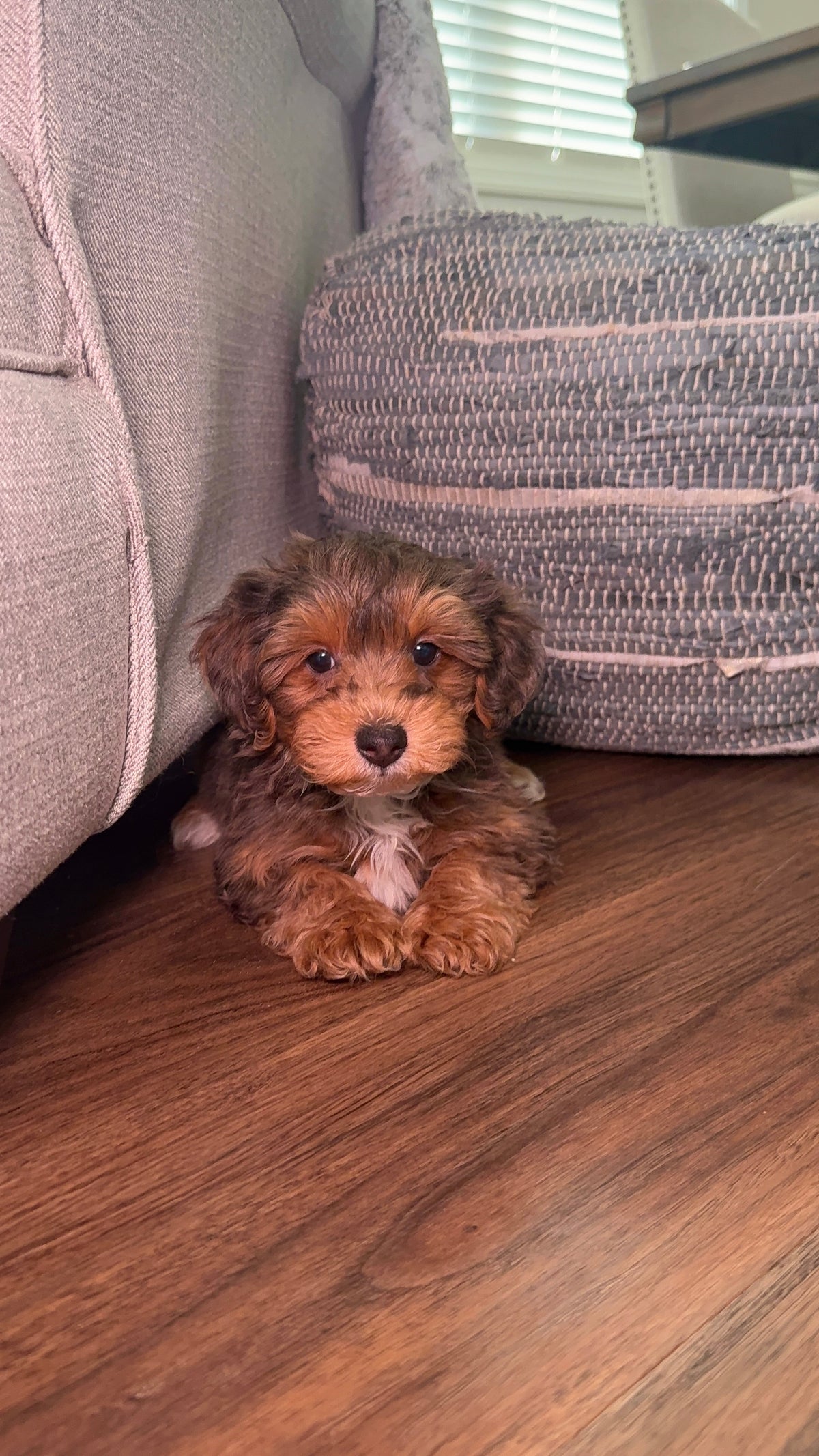 Merlow (Male Yorkie-Poo)
