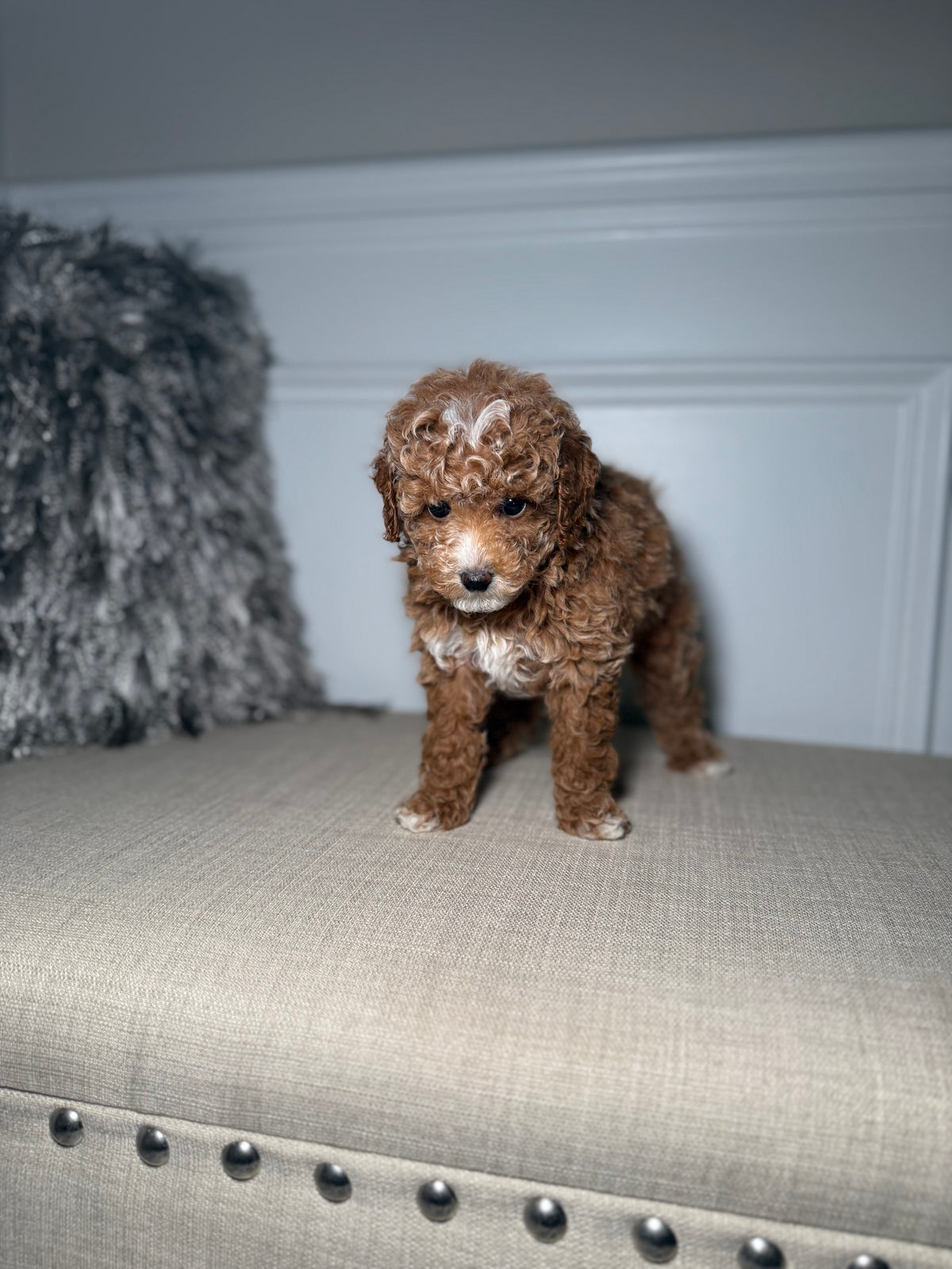Royal (Toy Poodle)