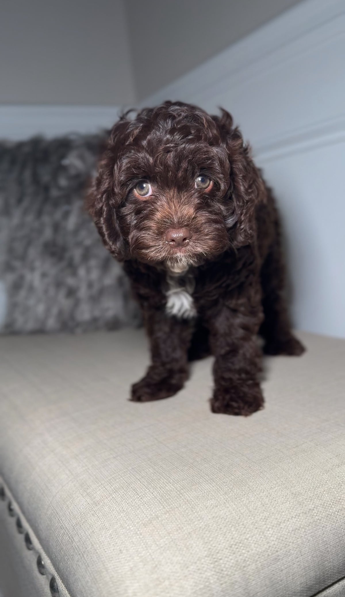 Malcolm (Cavapoo)