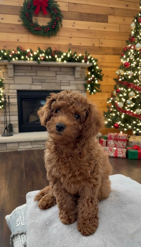 Mini Goldendoodle