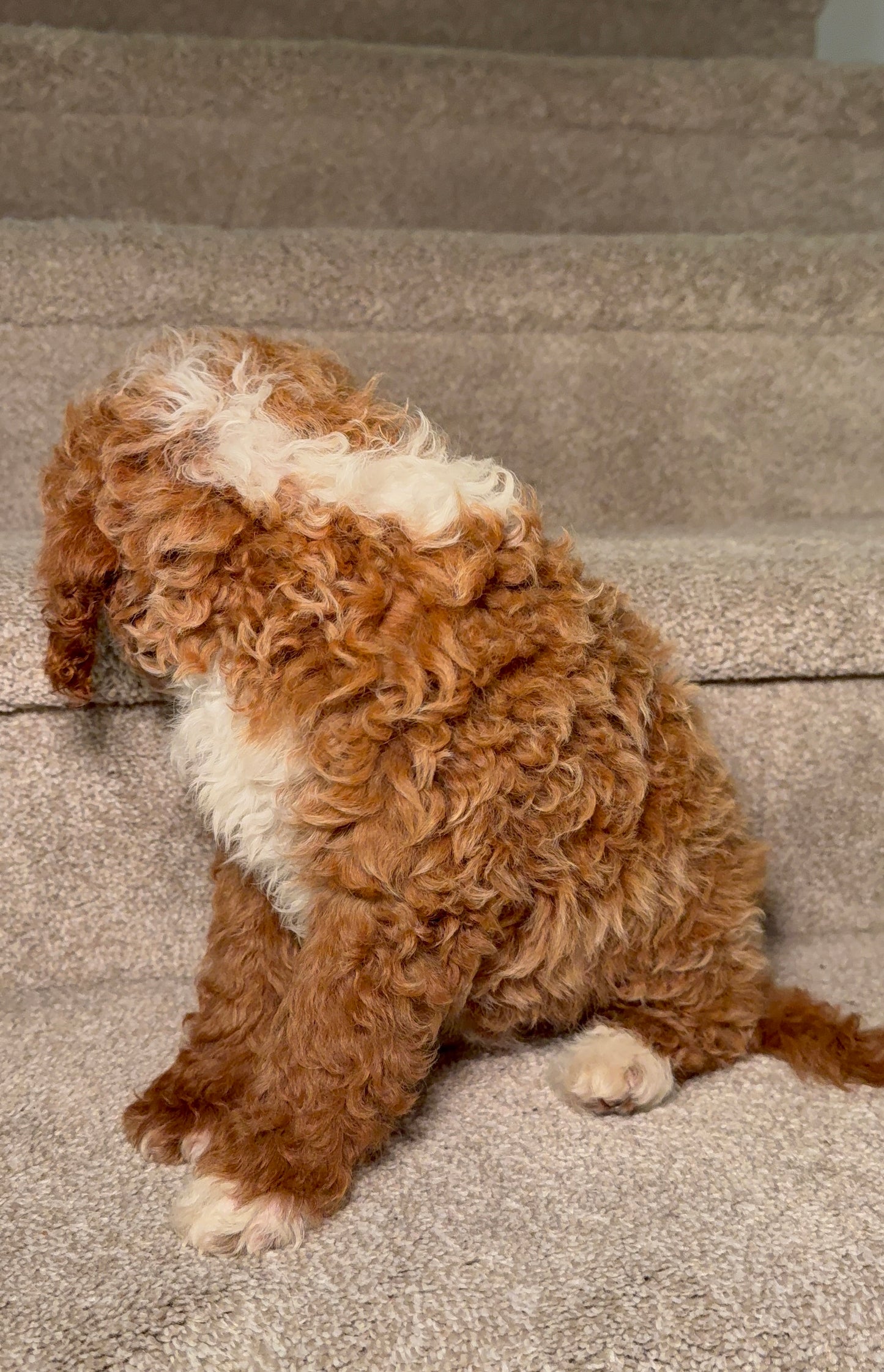 Male Cavapoo puppy Atlanta