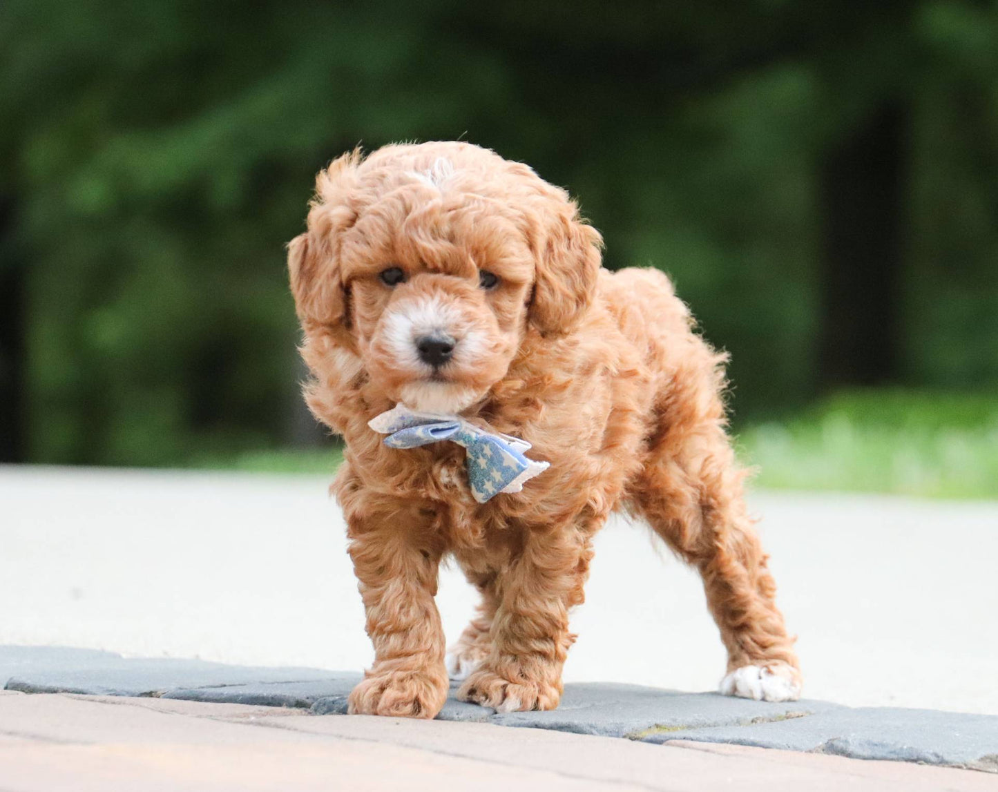 Cassius (Toy Poodle)