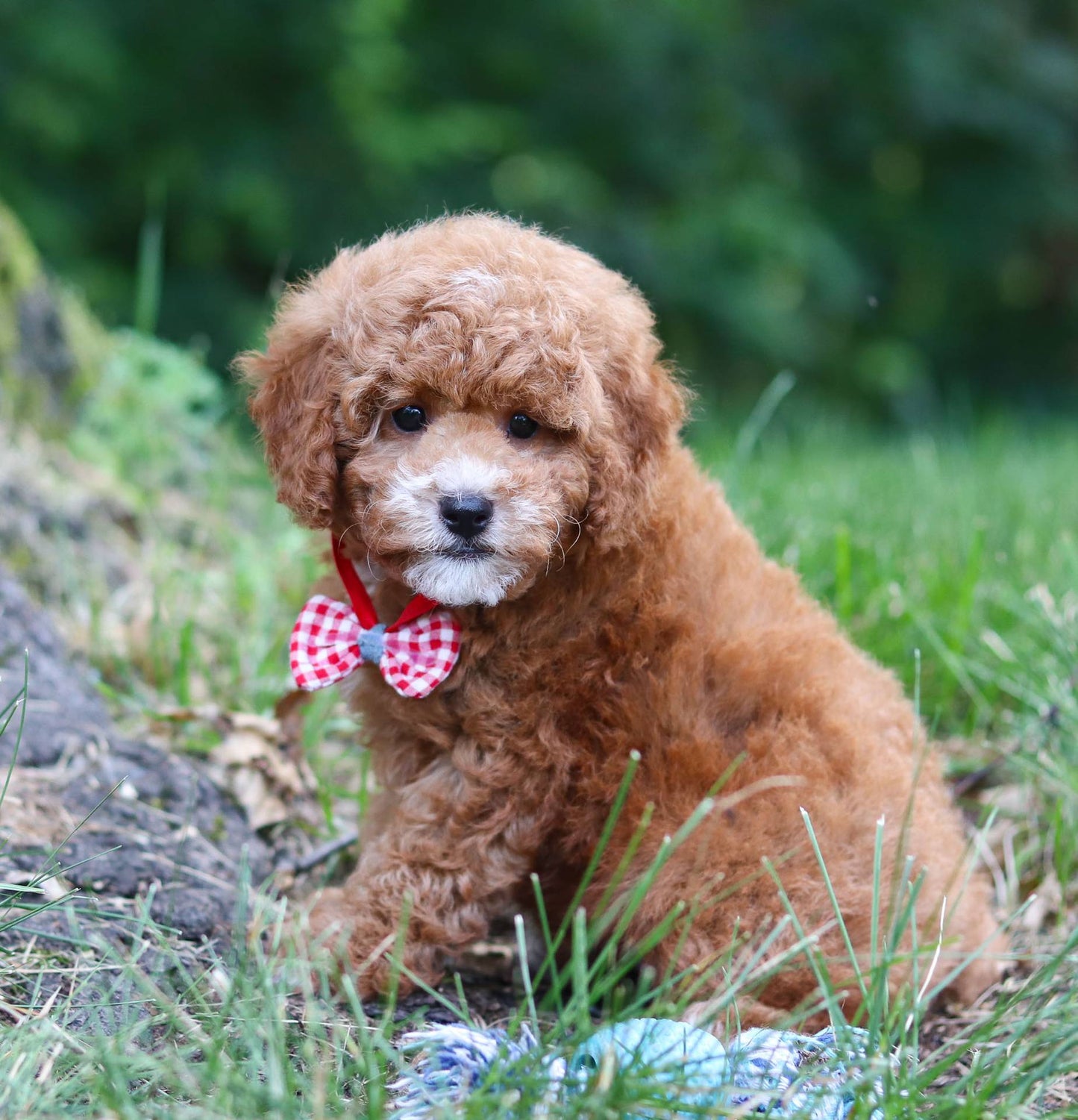 Cassius (Toy Poodle)