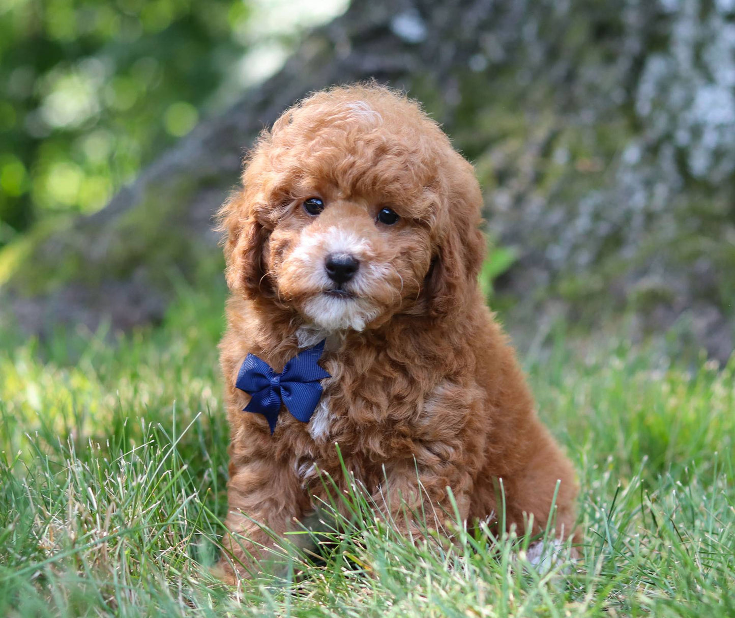 Cassius (Toy Poodle)