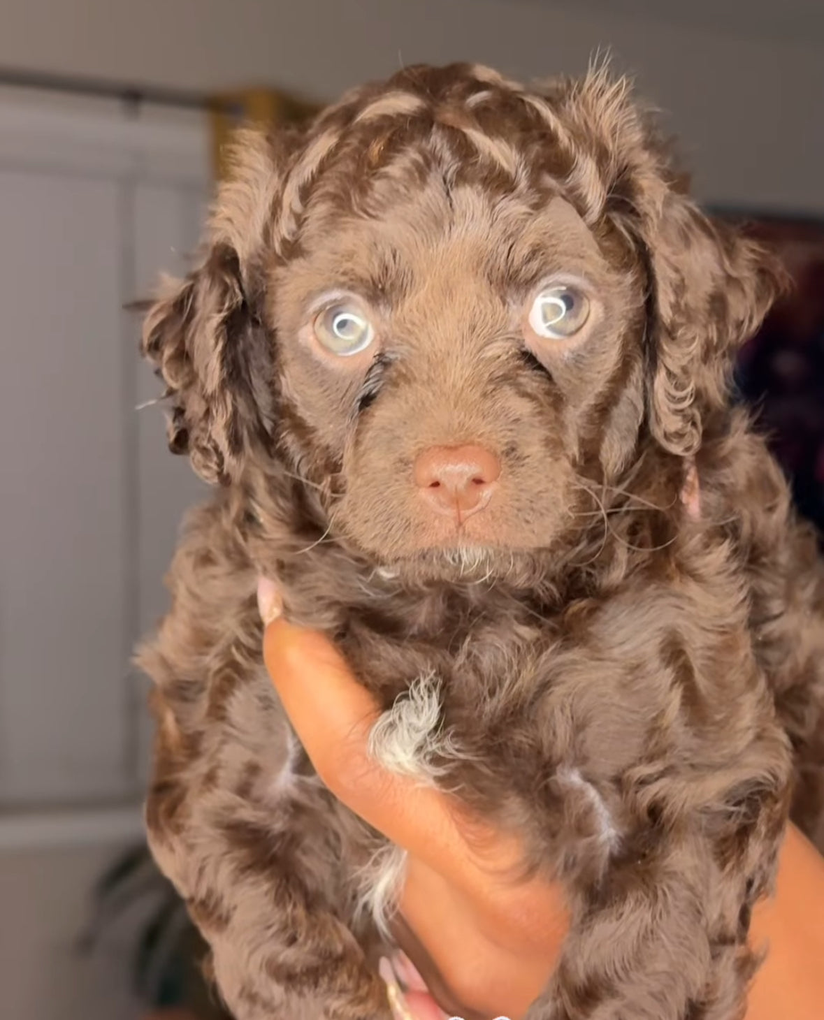 Reese (Cavapoo)