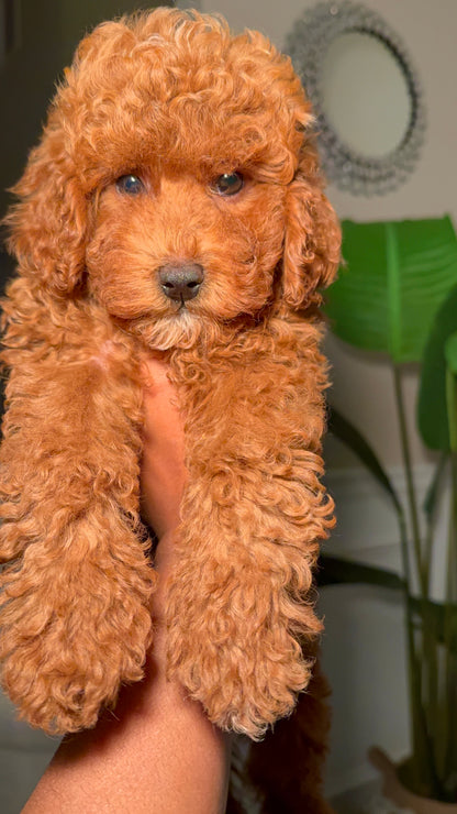 Reserve With A Deposit