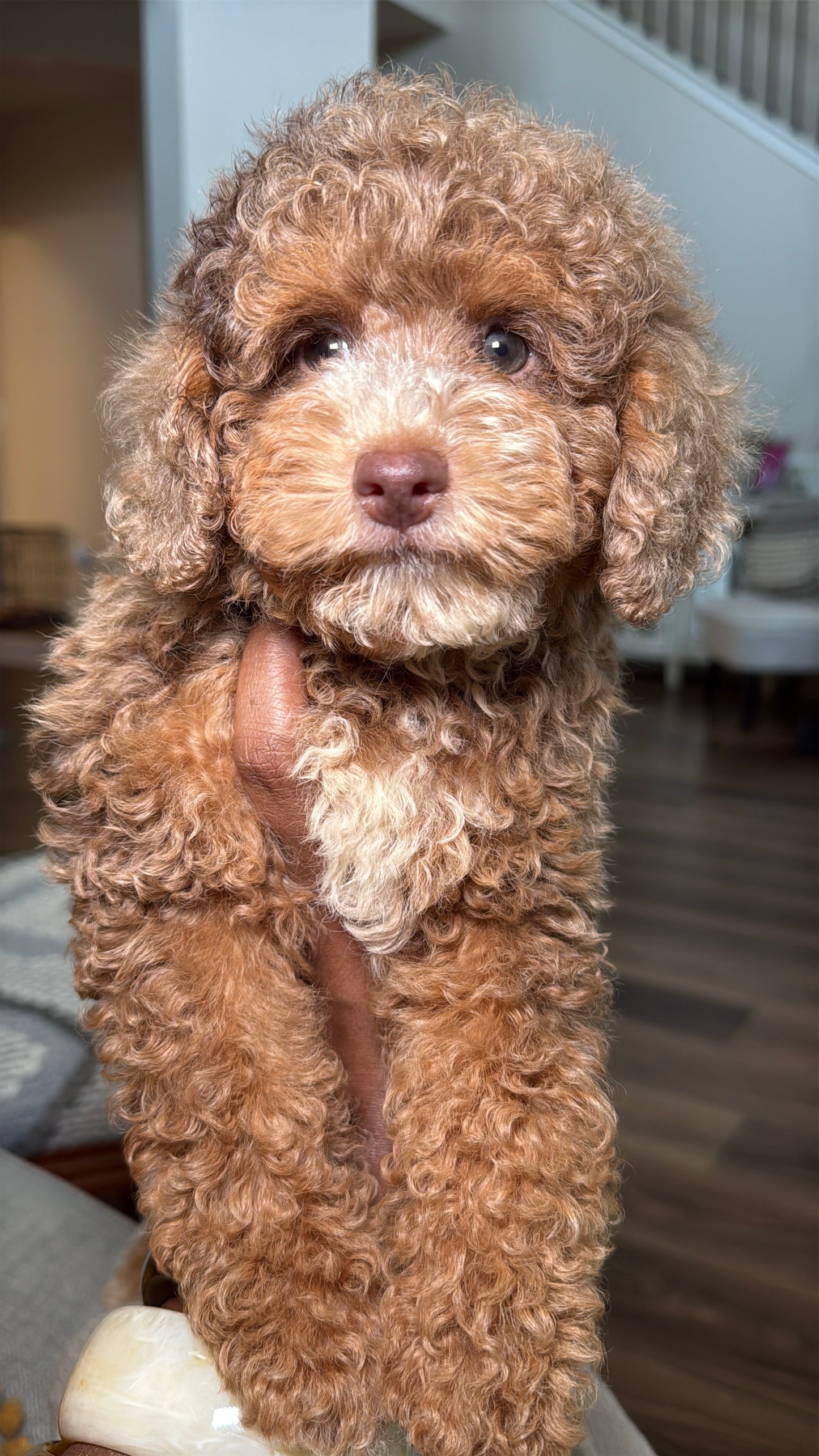 Gabe (Mini Poodle)