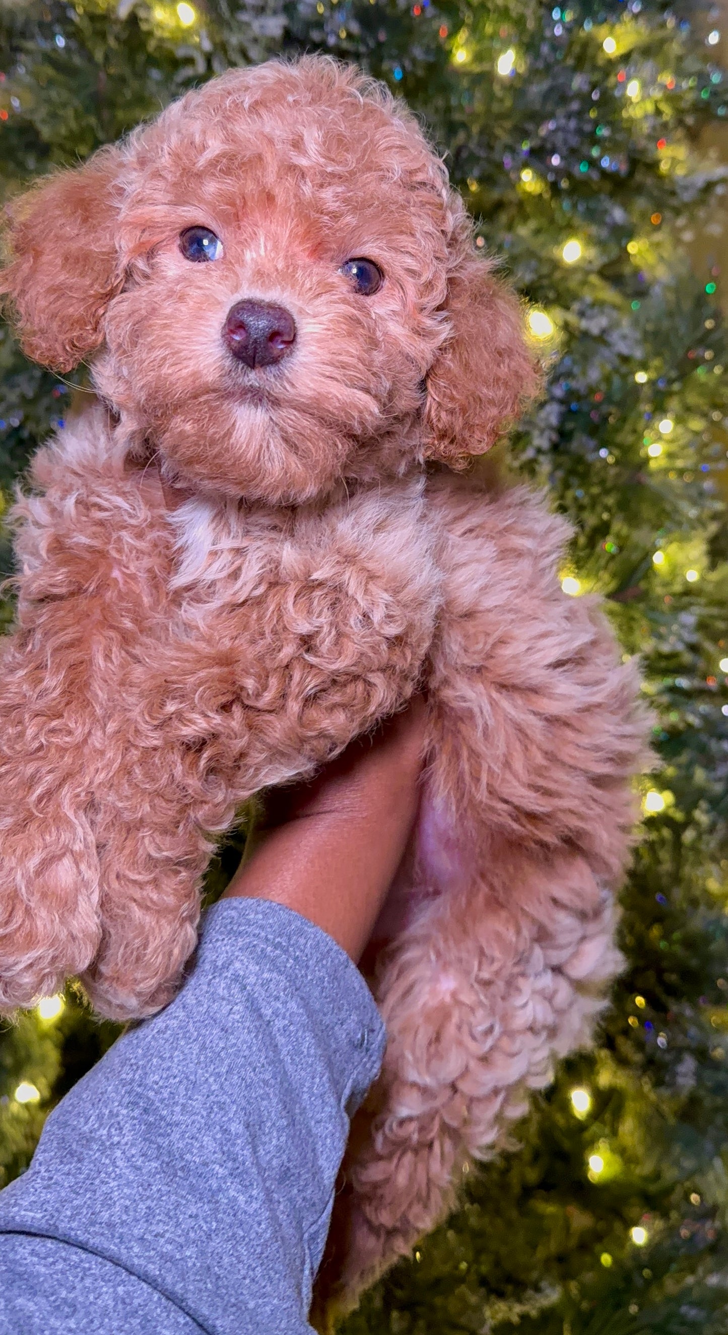 Mya (Toy Poodle)