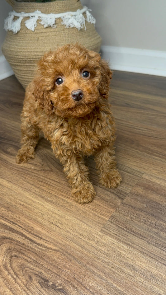 Dax(Mini Poodle AKC REG)