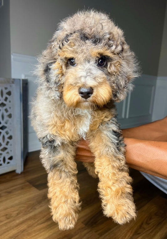 Koda (Mini Poodle)