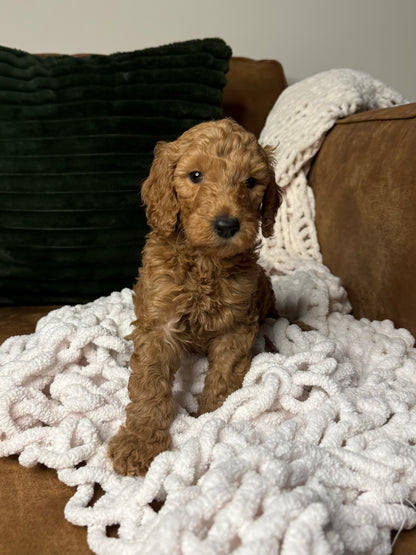 Leo (Goldendoodle)