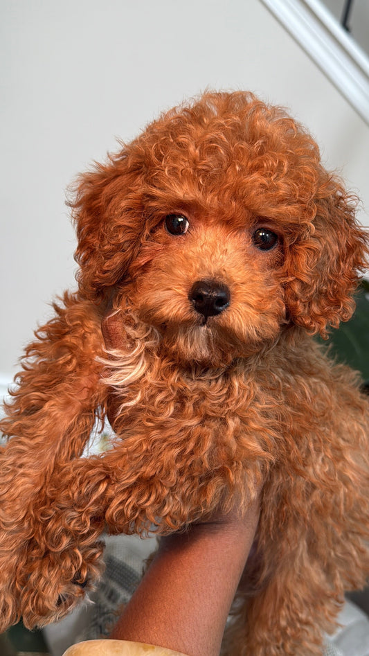 Mikey (AKC Reg Toy Poodle)