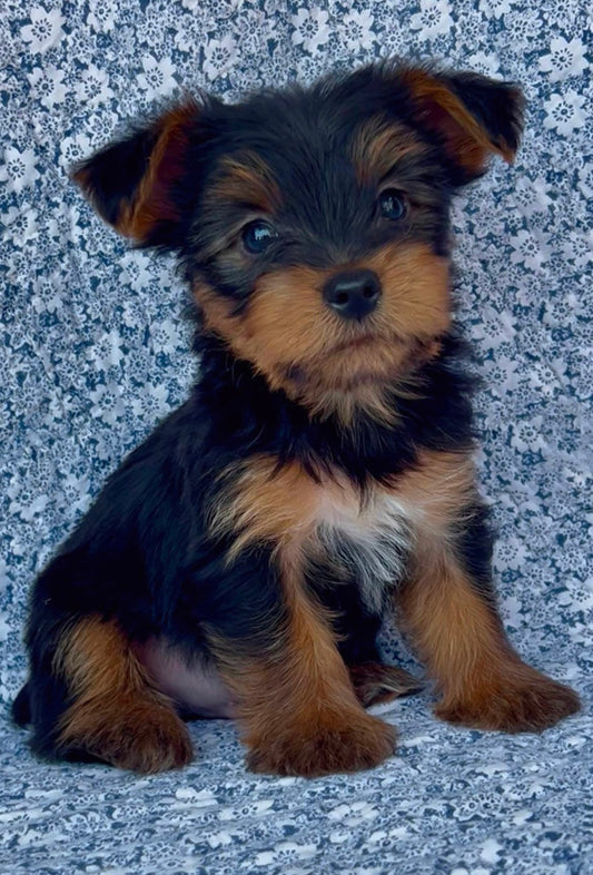 Cairo(Yorkshire Terrier)