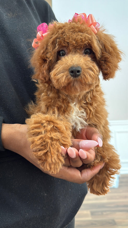 Willow(Toy Shihpoo)