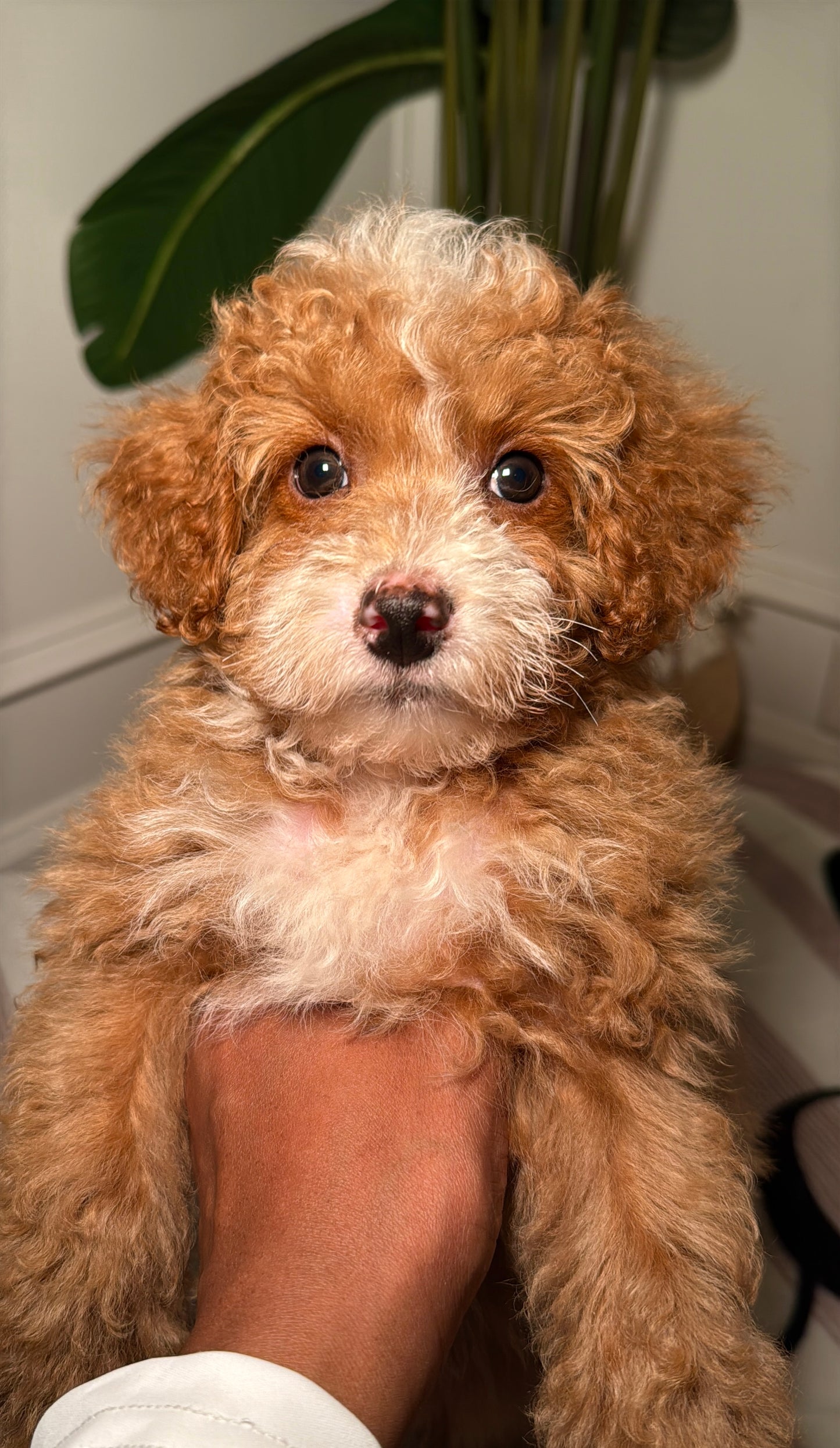 Kendrix (Male Mini Poodle)