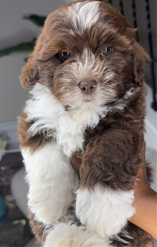Tobias(Shihpoo)