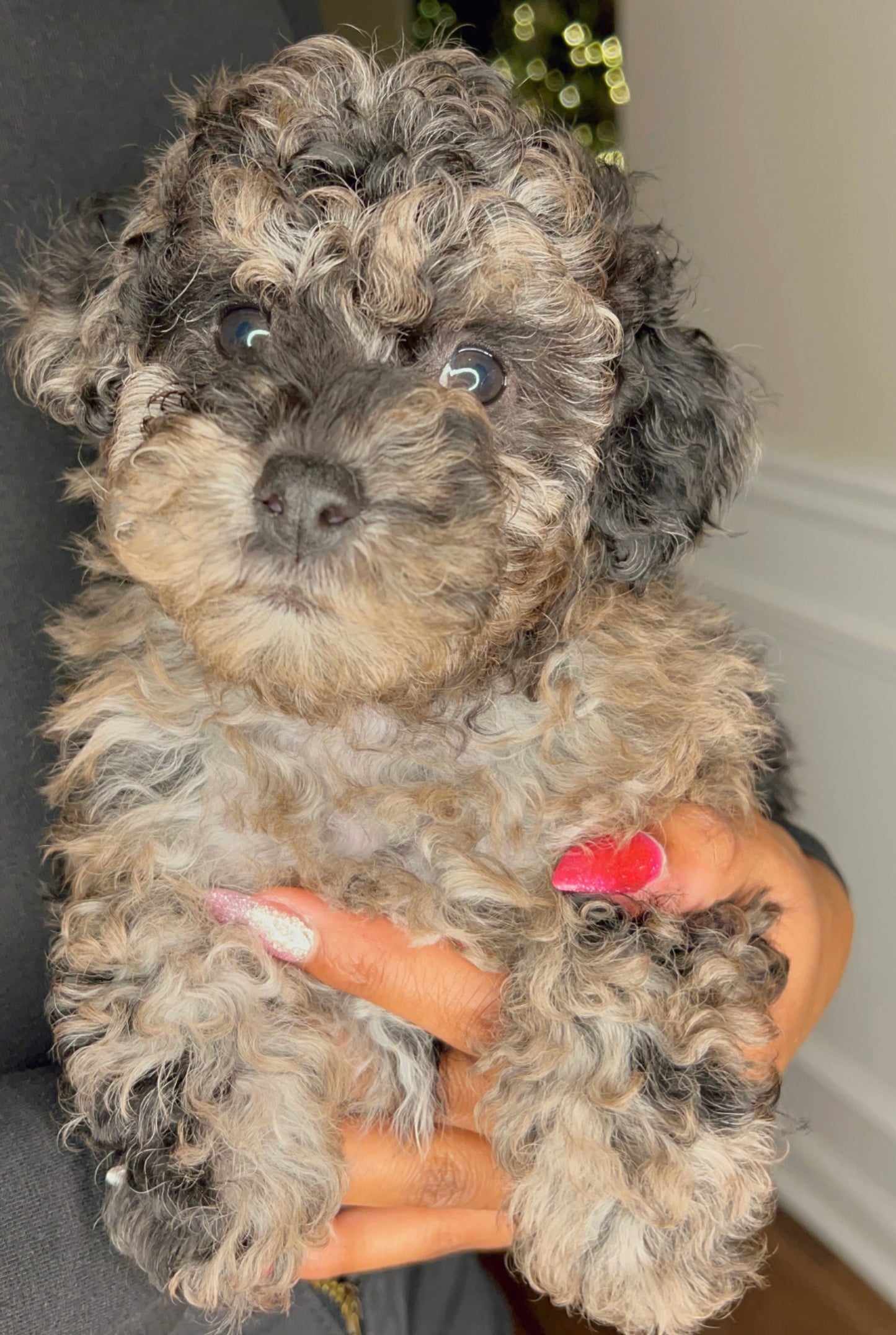 Xia (Toy Poodle)