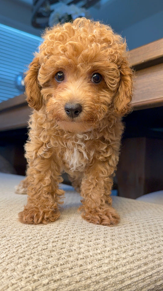 Silas (Toy Maltipoo)