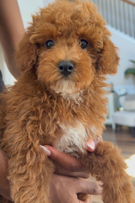 Brix (AKC Reg Mini Poodle)