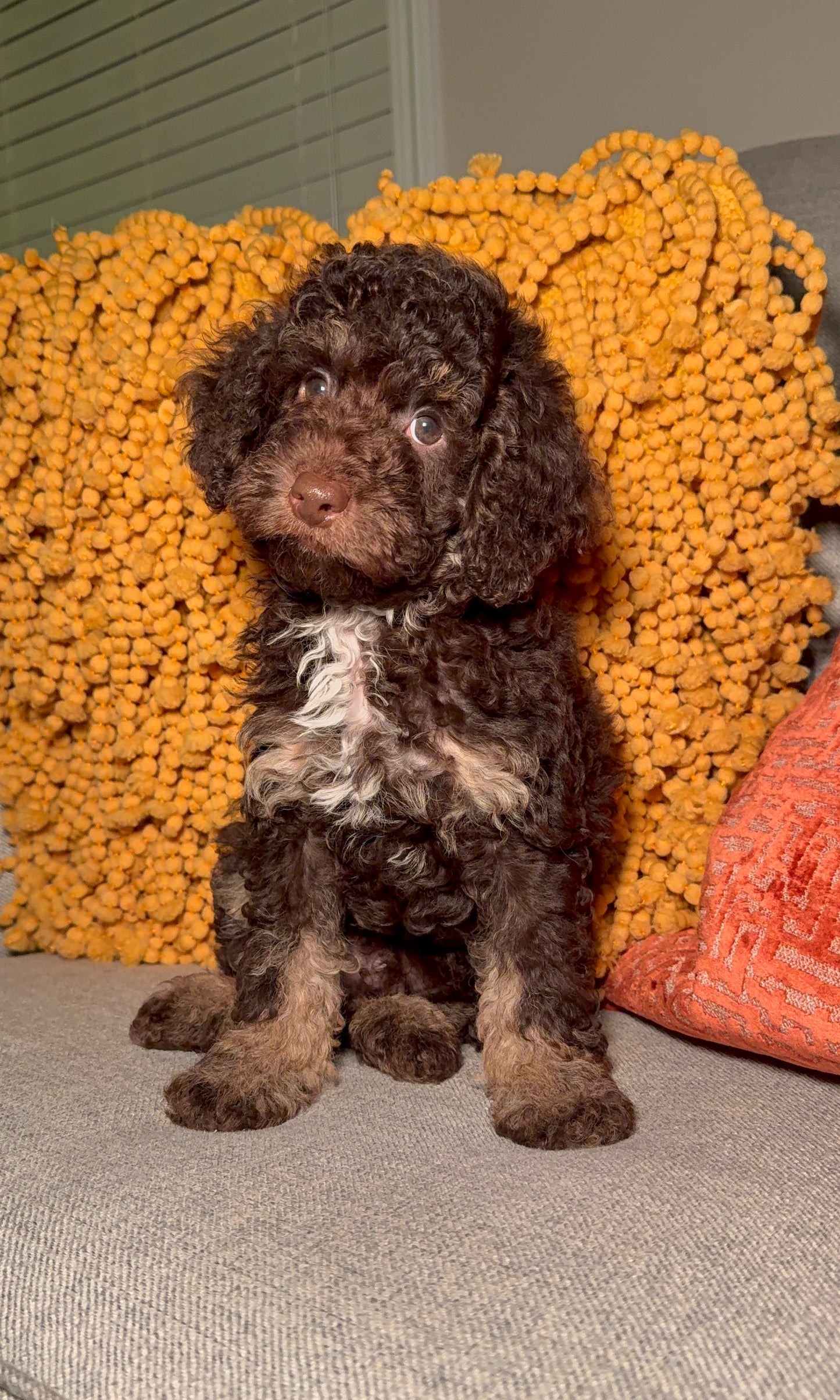Brock (ACA Reg. Mini Poodle)