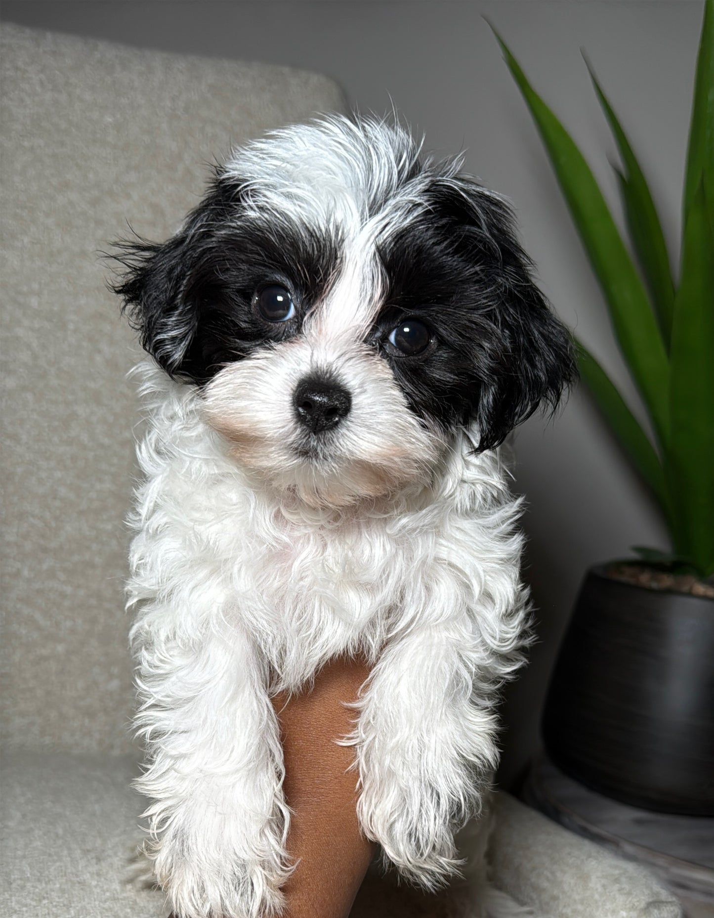 Pepper (Toy Yorkiepoo)