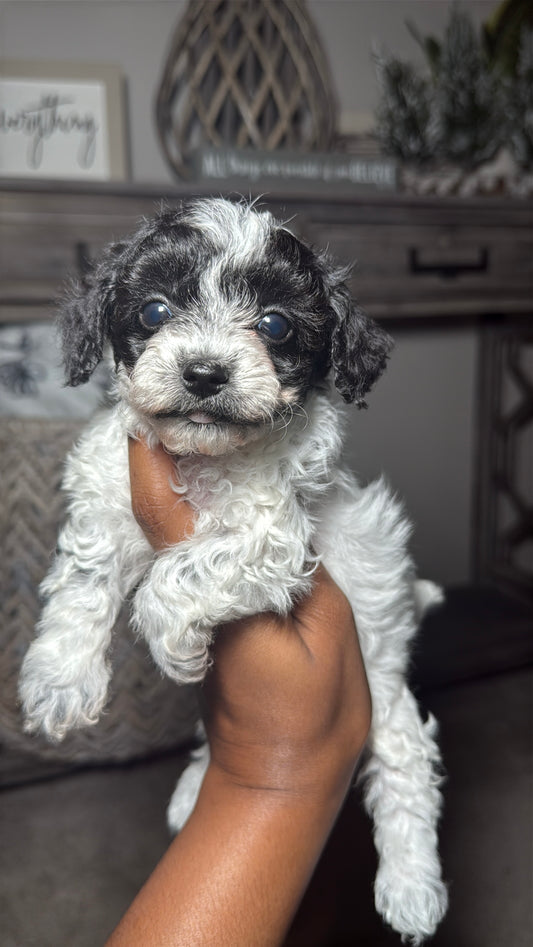 Oreo (Yorkiepoo)
