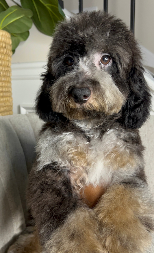 Marley (AKC Reg. Mini Poodle)