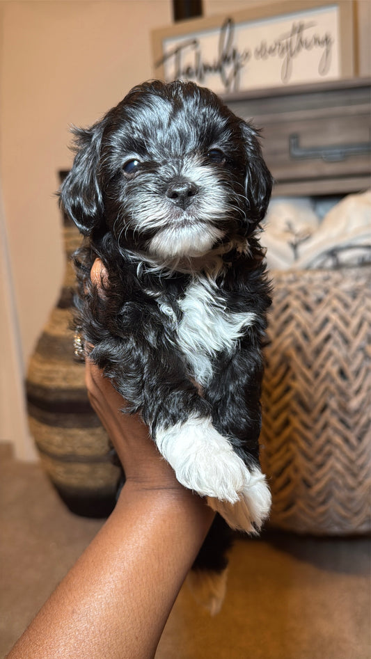 Syre (Yorkiepoo)