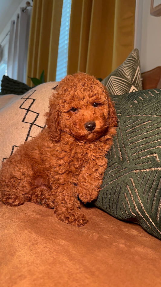 Arlo (Miniature Poodle)