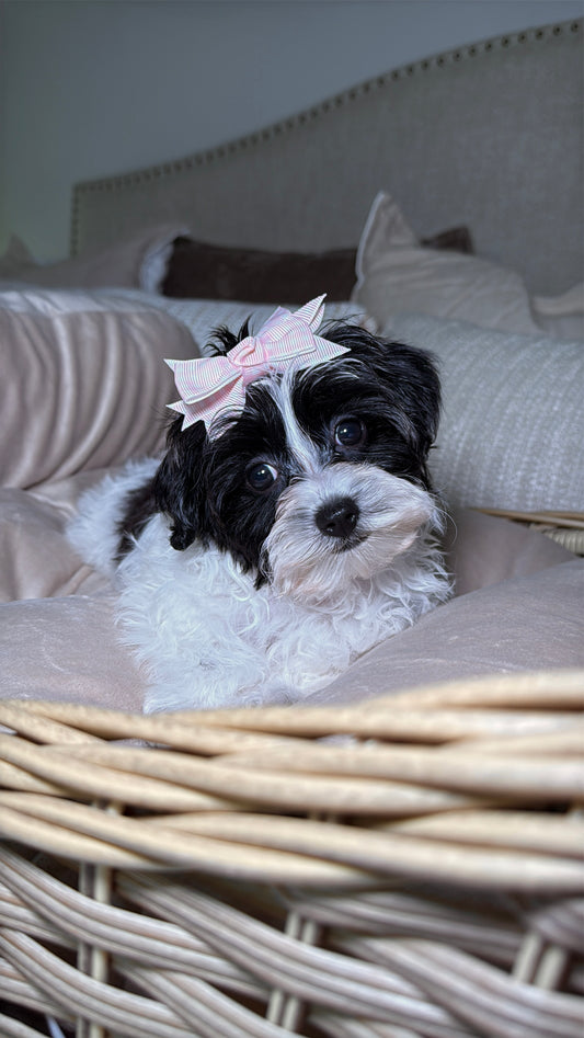 Pepper (Toy Yorkiepoo)