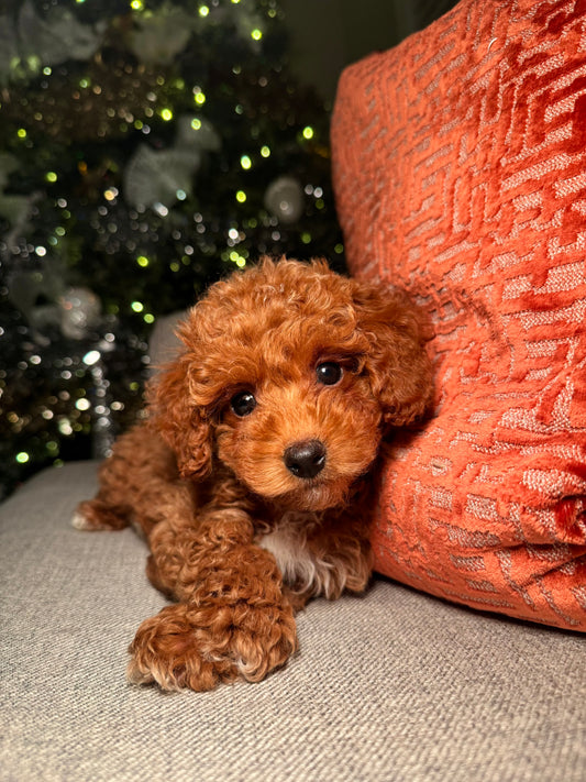 Hollie ICA Reg. (Toy Poodle)
