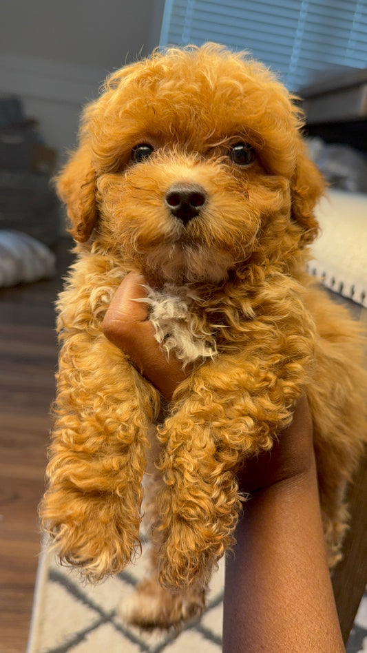 Hugo (Toy Havapoo)