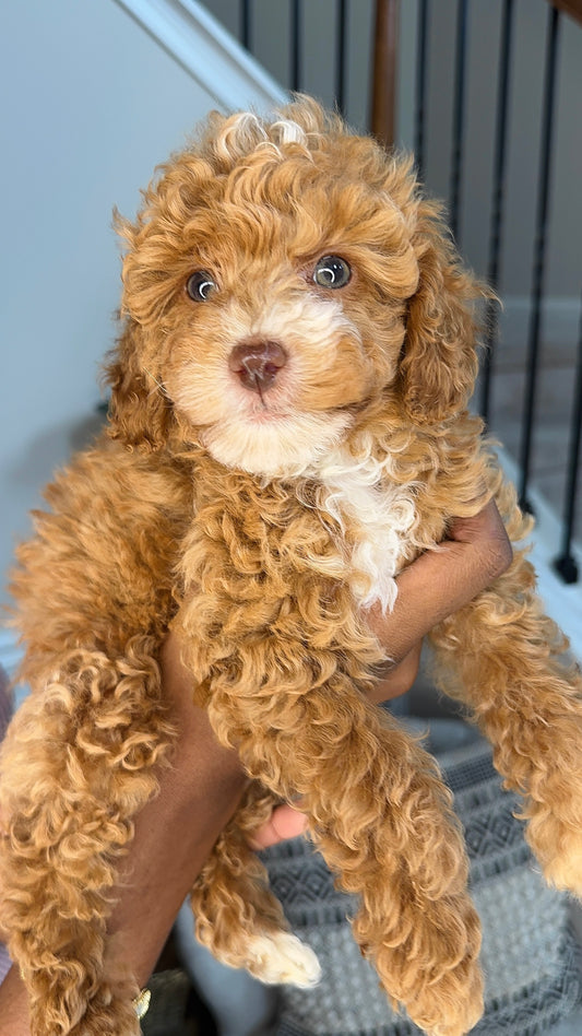 Kyle (Toy Poodle)