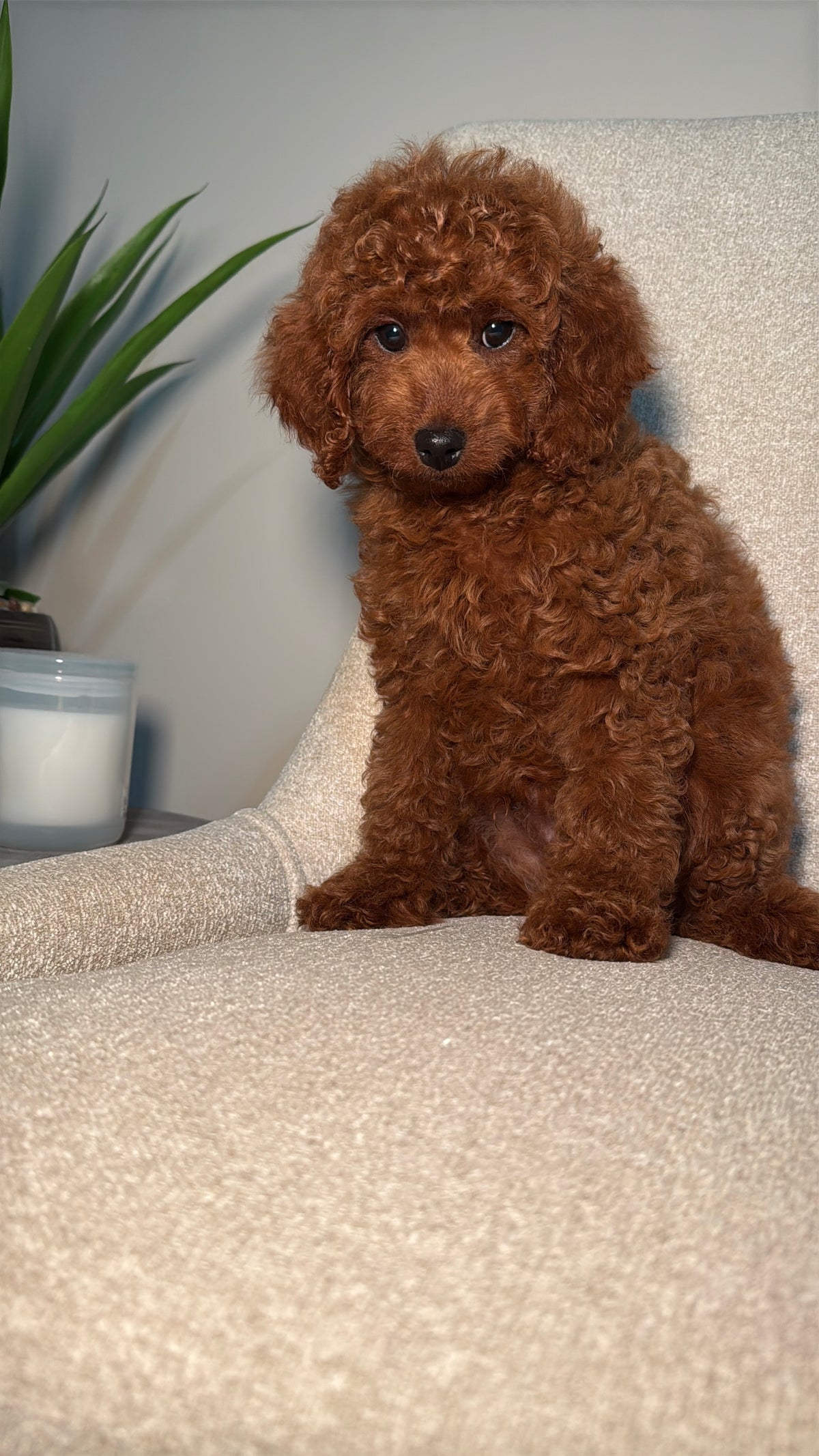 Sterling (Mini Poodle)