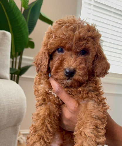 Tiger (Male Mini Poodle)