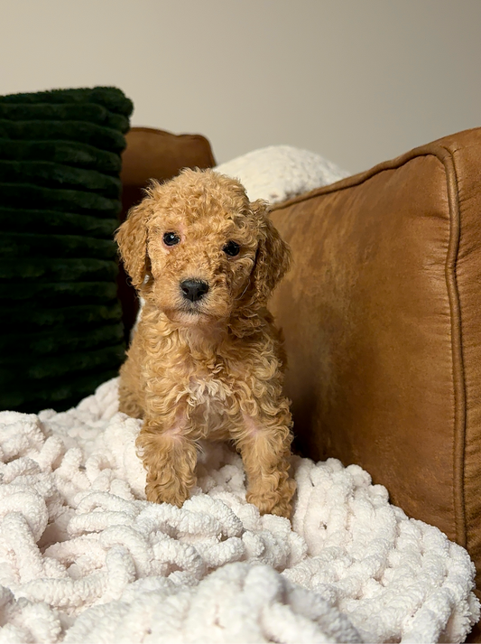 Cosmo (Goldendoodle)