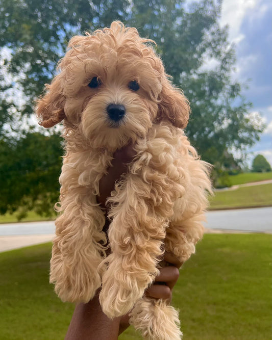 Winnie(Cavapoo)