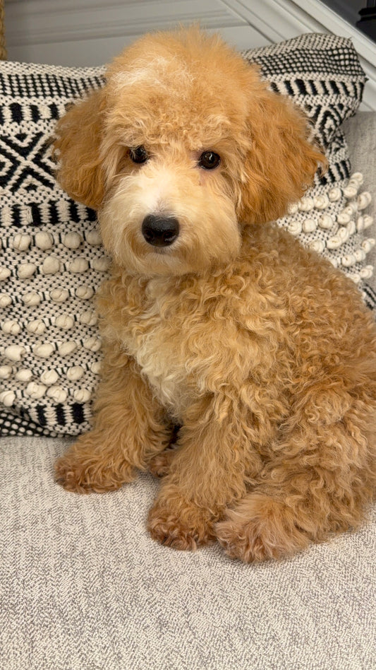 Zeke (Poochon)