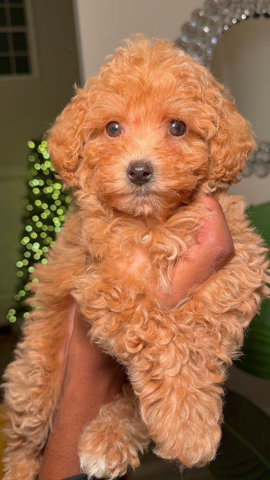 Millie(Toy Poodle)