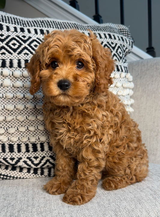 Tater (Cavapoo)