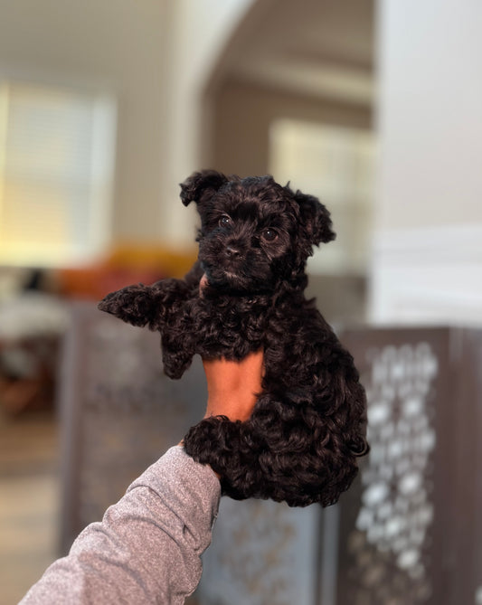 Kano(Yorkshire Terrier)