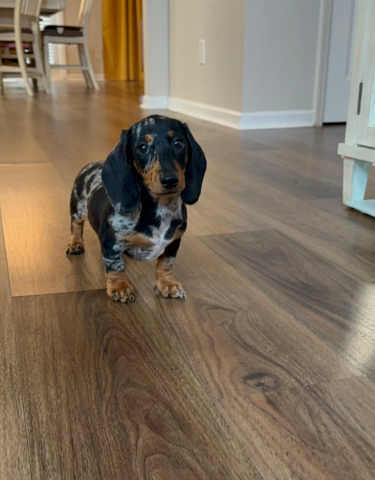Raine (Mini Dachshund)