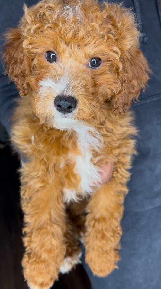 Leo (Mini Poodle)