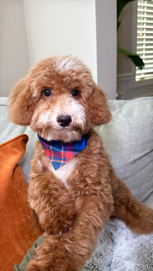 Kendrix (Male Mini Poodle)