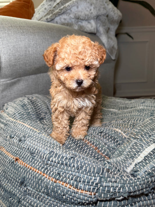 Honey (Toy Shihpoo)