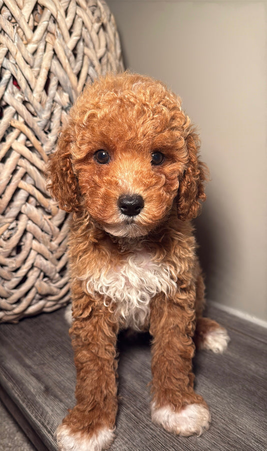 Zion (Miniature Poodle)