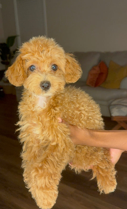 Silas (Toy Maltipoo)