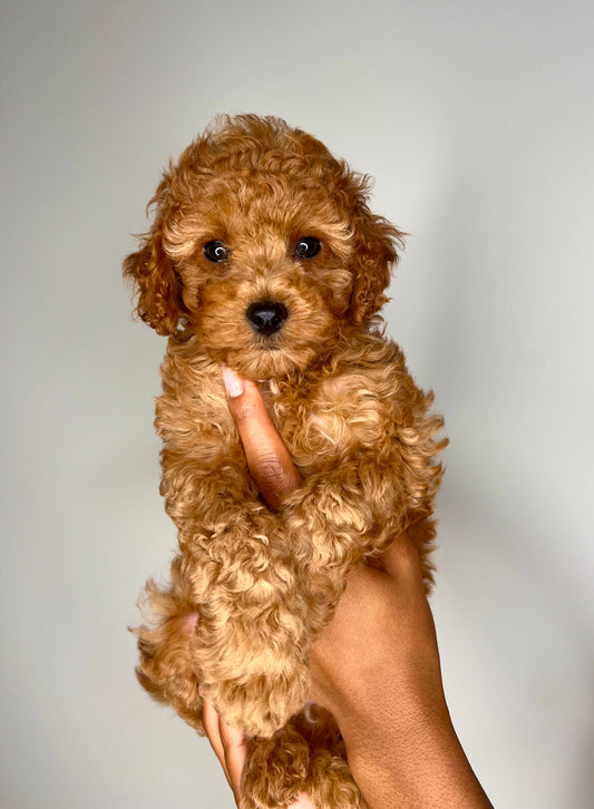 Carter(Cavapoo)